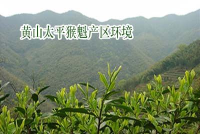 辨別優(yōu)質正品太平猴魁.jpg